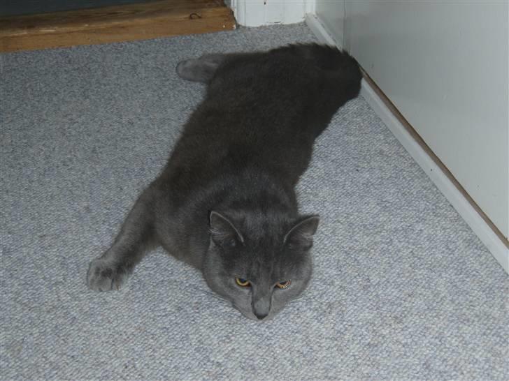 Huskat Buster - Nej nu ligger jeg ige her og flytte mig altså ik;) billede 6