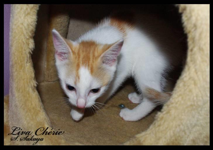 Huskat Liva Chérie billede 9