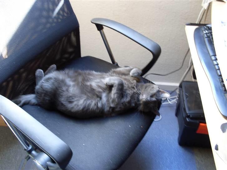 Huskat lexus billede 9