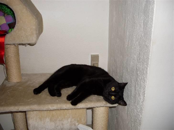 Huskat missy billede 10