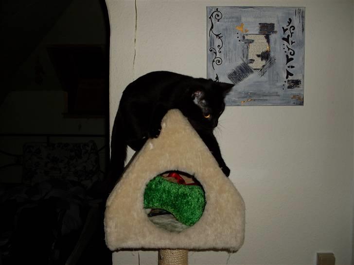 Huskat missy billede 11