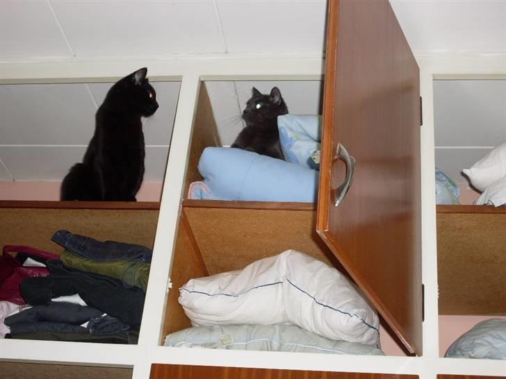 Huskat missy - hva´ dælen....var du der? billede 12