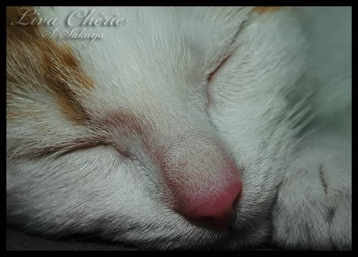 Huskat Liva Chérie billede 10