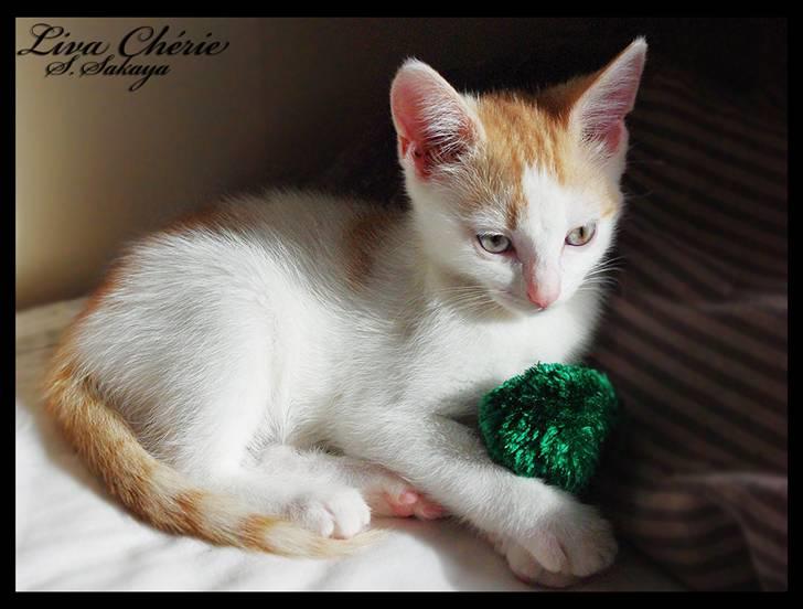 Huskat Liva Chérie billede 11