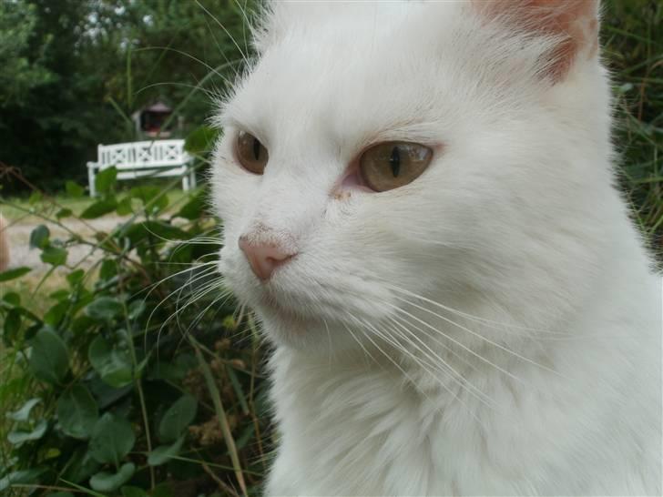 Norsk Skovkat Den smukke Bubbi billede 10