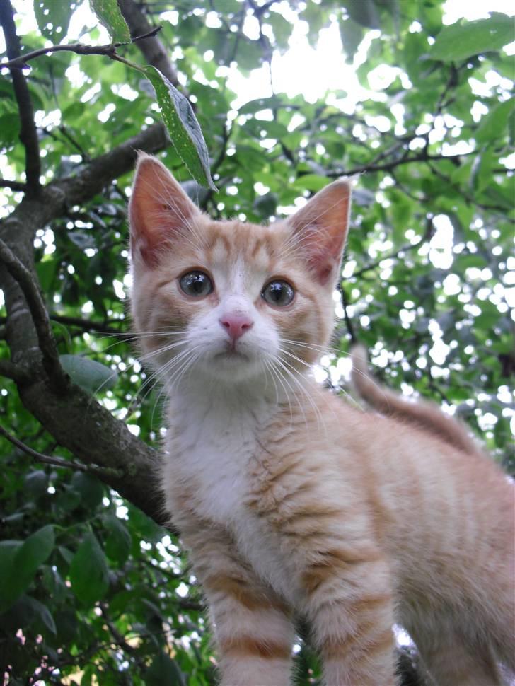 Blanding af racer Garfield - Velkommen til "Gaffel´s" profil :-) billede 1