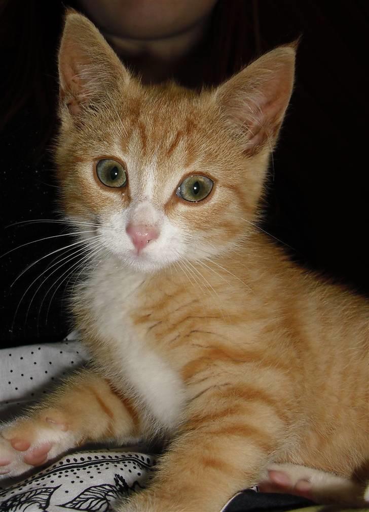 Blanding af racer Garfield billede 2