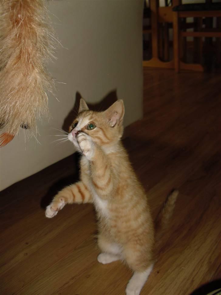 Blanding af racer Garfield billede 3