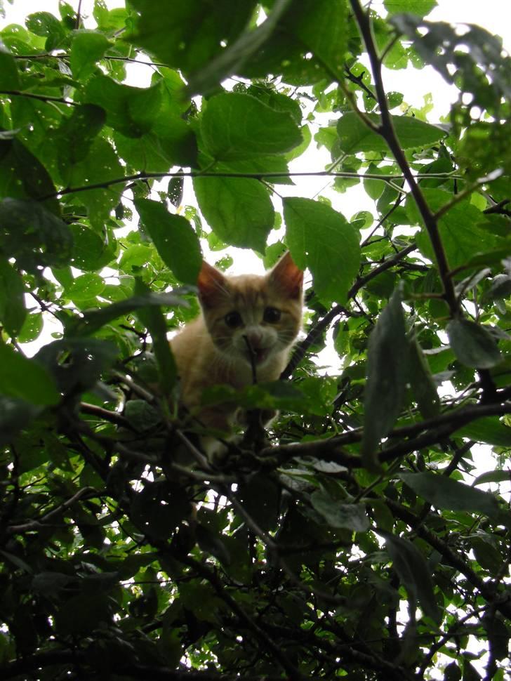 Blanding af racer Garfield - min lille klatre-abe sad oppe i træet og kunne ikke komme ned! :p  billede 4