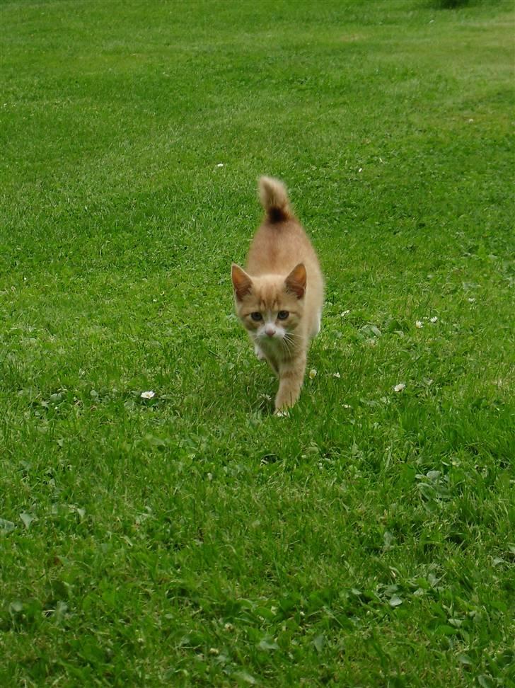 Blanding af racer Garfield - min lydige mis kommer når man kalder :p billede 5