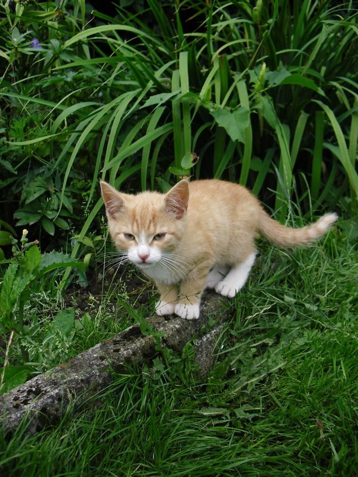 Blanding af racer Garfield billede 6