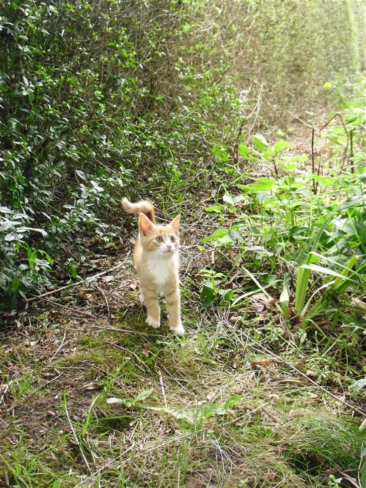 Blanding af racer Garfield billede 7