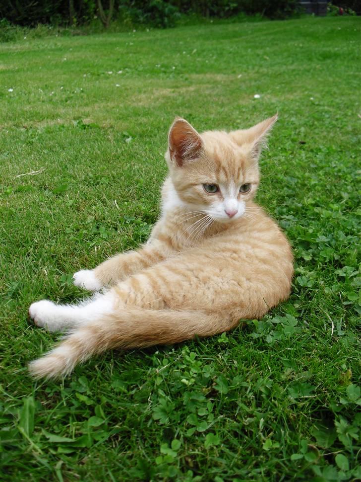 Blanding af racer Garfield billede 8