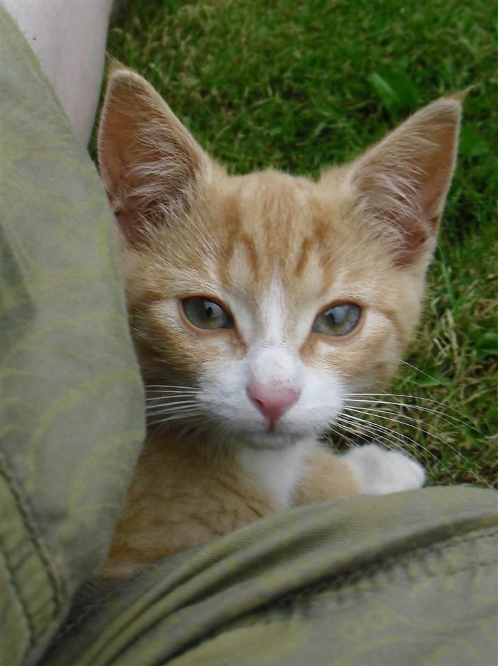 Blanding af racer Garfield billede 9