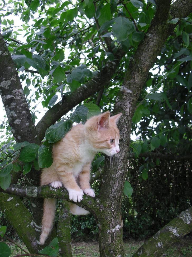 Blanding af racer Garfield billede 11