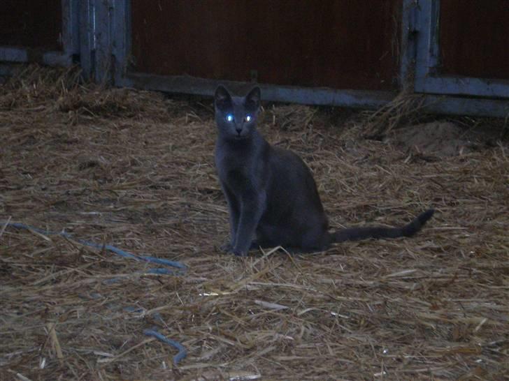 Huskat Tottie R.i.p. billede 9