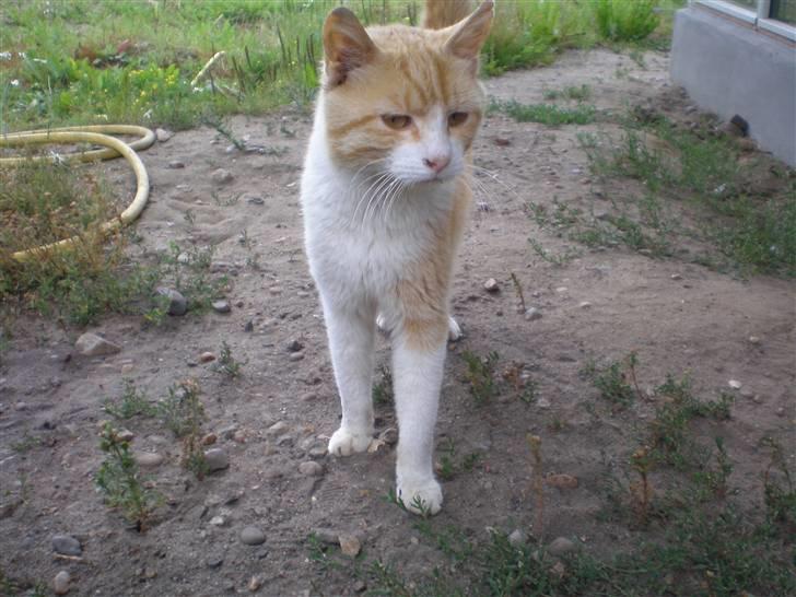 Huskat  Tiger  Forsvundet billede 16