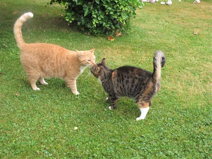 Huskat Gucci * Mor til dem alle* - Mor og datter kysser lige i sommer lyset :-) billede 13