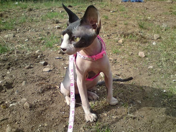 Sphynx Bye Bye My Vega aka. Ko billede 11