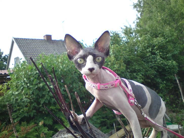 Sphynx Bye Bye My Vega aka. Ko billede 12