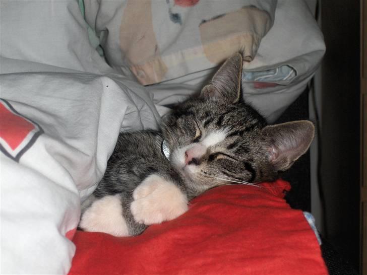 Huskat Sigurd - Han er en rigtig putte kat, og elsker at ligge under dynen. Det her er fra December 2009 hvor jeg lige havde fået ham. billede 1