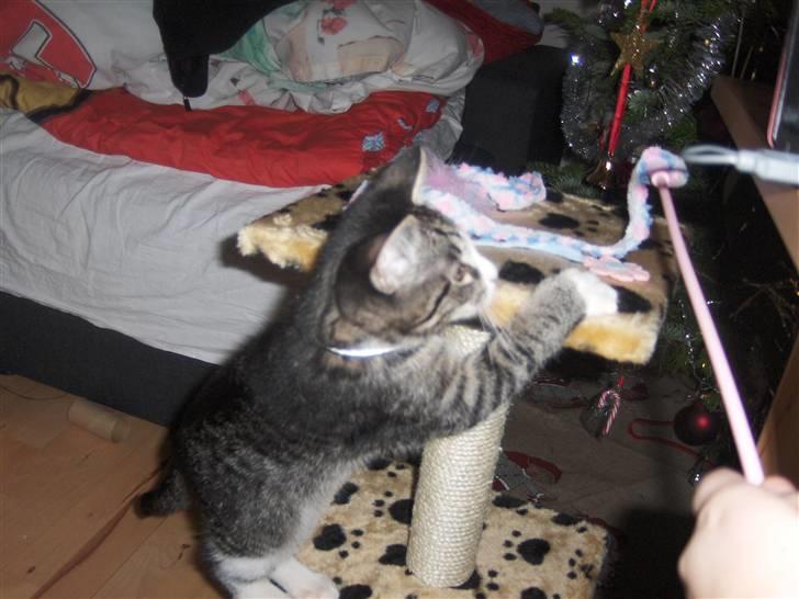 Huskat Sigurd - Det var da han havde fået sit kradsebrat, og det blev brugt rigeligt indtil det gik i stykker. billede 2