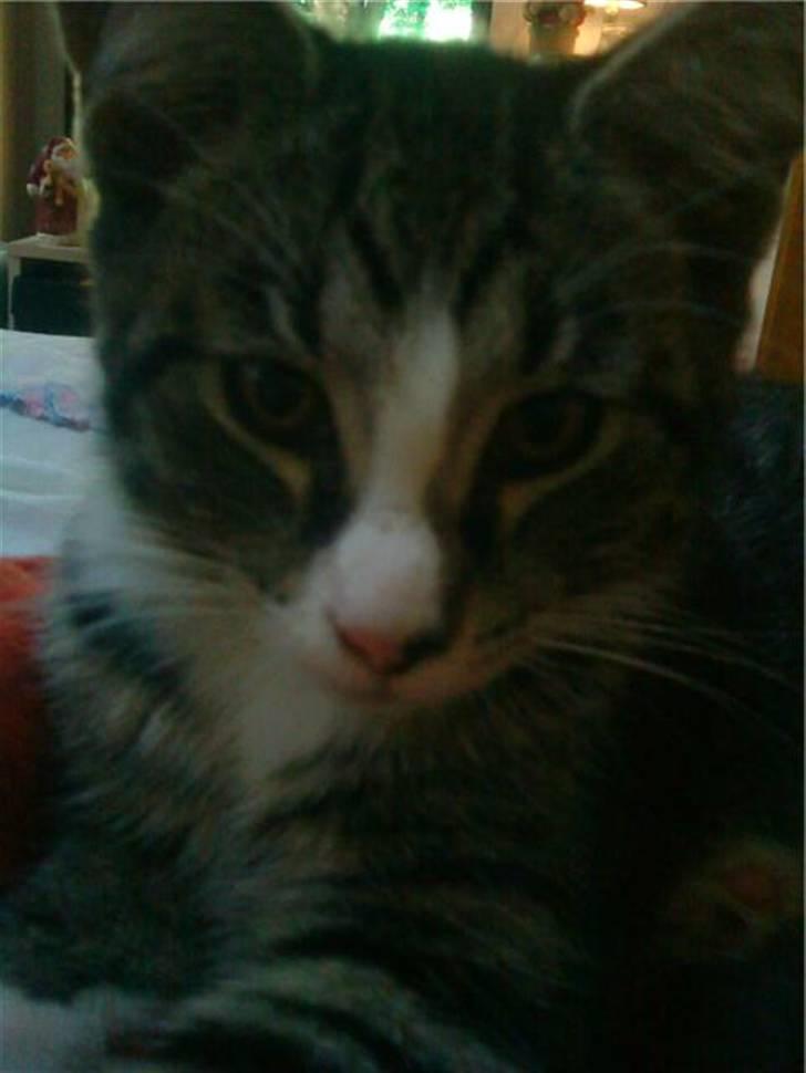 Huskat Sigurd - En af dagende efter jeg havde fået ham. billede 3