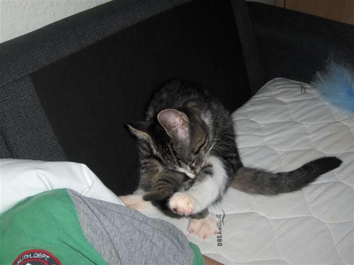 Huskat Sigurd - Man skal jo i bad en gang imellem (: billede 4