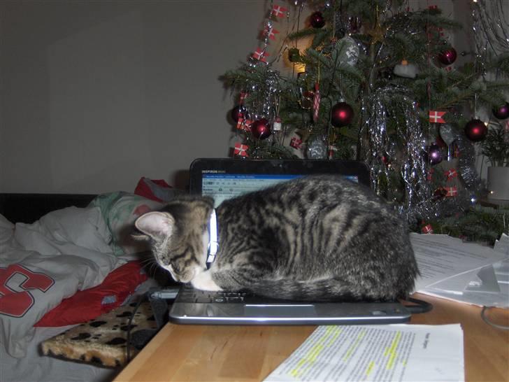 Huskat Sigurd - Det er ca. en 10" computer, og der skulle han ligge der var varmt, men jeg skulle lave lektier :D billede 5