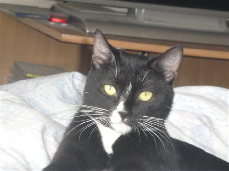 Huskat Pepe - Hej jeg hedder pepe, velkommen til min profil billede 1