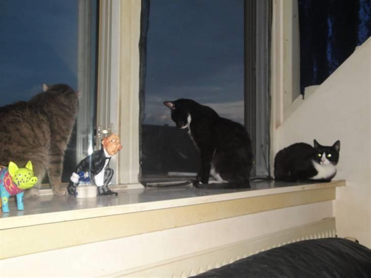 Huskat Pepe billede 2