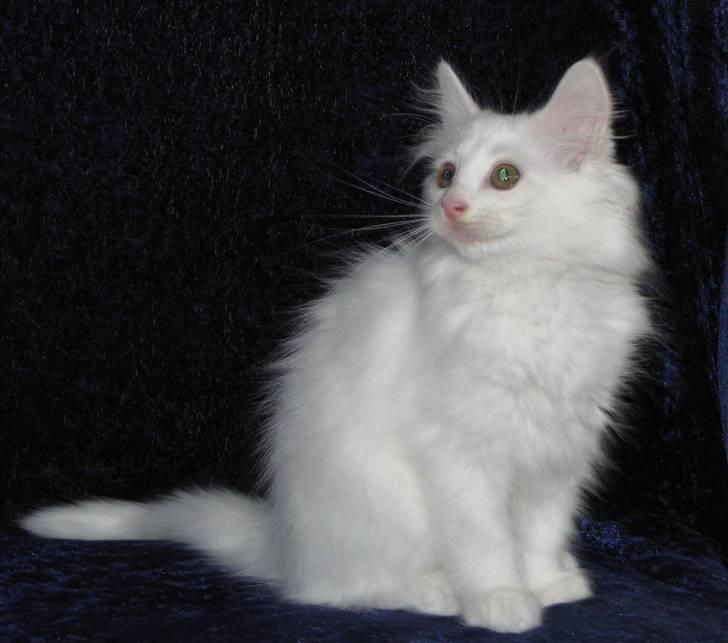 Norsk Skovkat Scarlett-sandra´s Mircel (Smilla) - Scarlett-sandra´s Miracel er flytte ind den 01-08-2010 Hun er så glad lille kat så vi kalder hende Smilla ,Vægt 1180 g 12uger 4 dag  billede 11