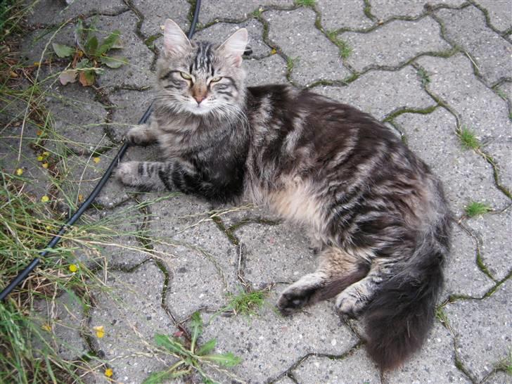 Blanding af racer Aslan - Ligger på de varme fliser billede 5