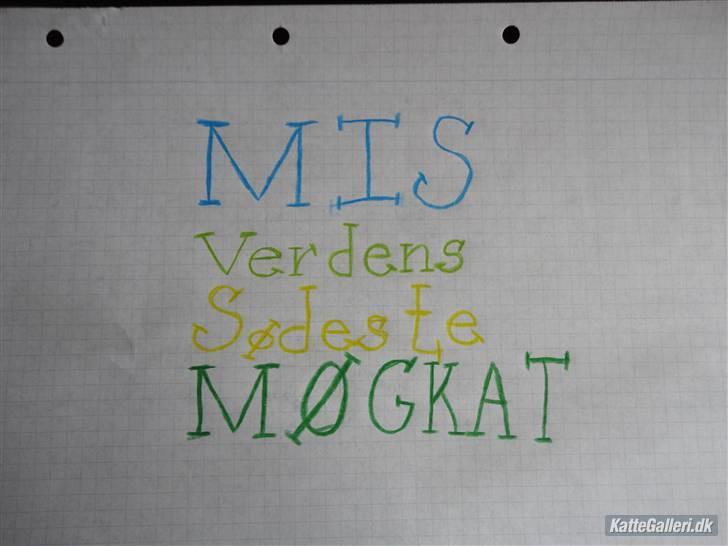 Blanding af racer Mis, Møgkat billede 2