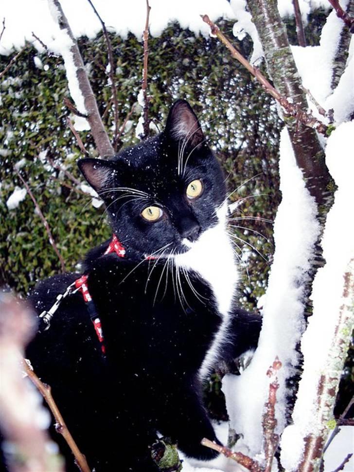 Blanding af racer Joey - 7måneder og ude i sneen for første gang.  billede 1