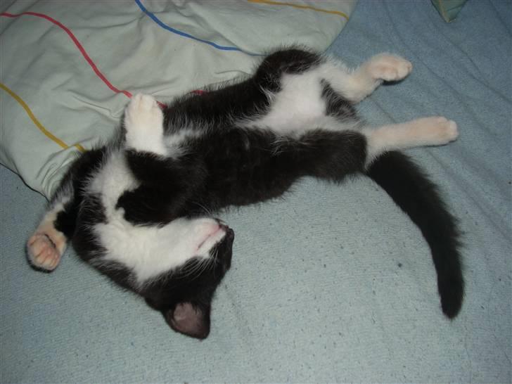 Blanding af racer Joey - 12 uger, og har allerede fundet ud af hvordan man feder den.  billede 2