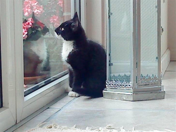 Blanding af racer Joey - 12 uger. Det er spændende at kigge ud :-) billede 3