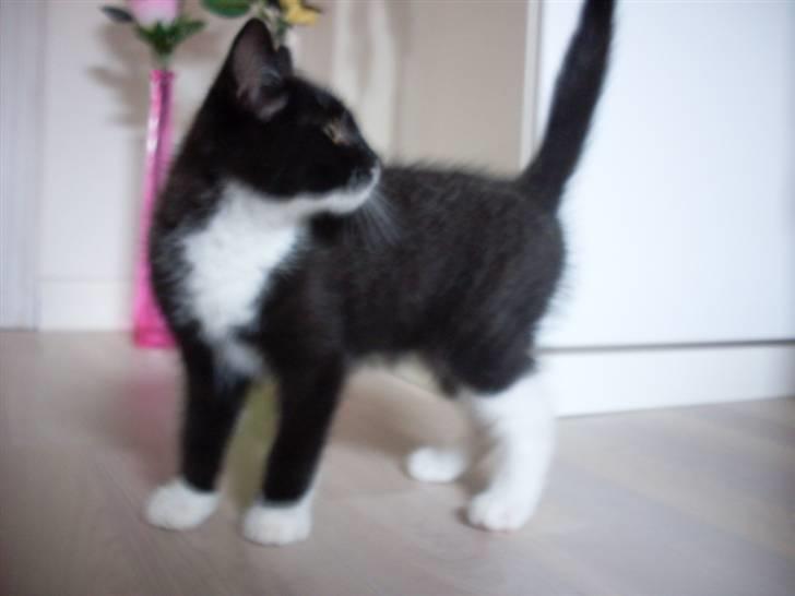 Blanding af racer Joey - 12 uger billede 4