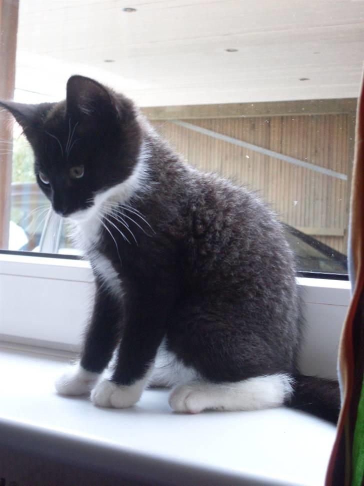 Blanding af racer Joey - 12 uger. billede 5