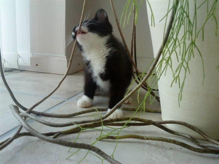 Blanding af racer Joey - 12 uger. Og allerede første dag er man igang med at bide i planterne. billede 6