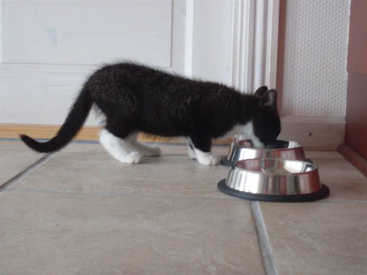 Blanding af racer Joey - 12 uger.  billede 7