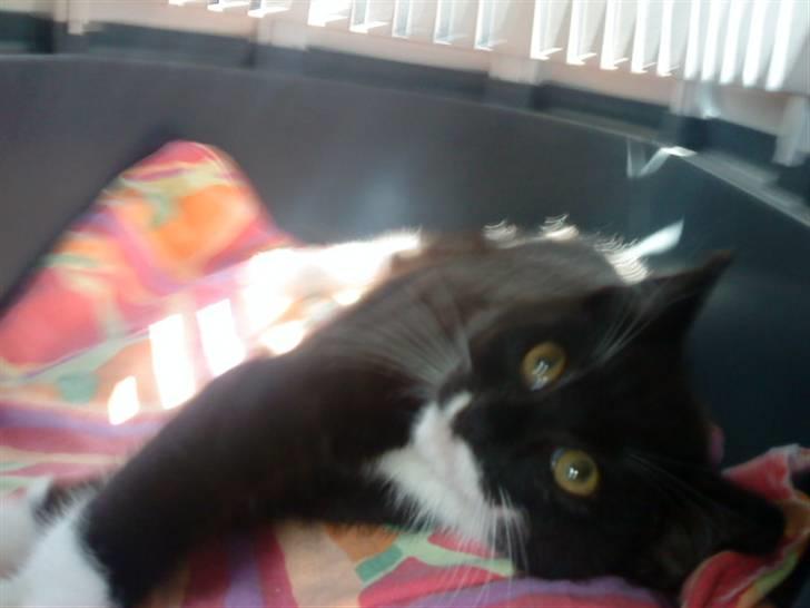 Blanding af racer Joey - I transportkassen på vej hjem for første gang. 12uger. billede 8