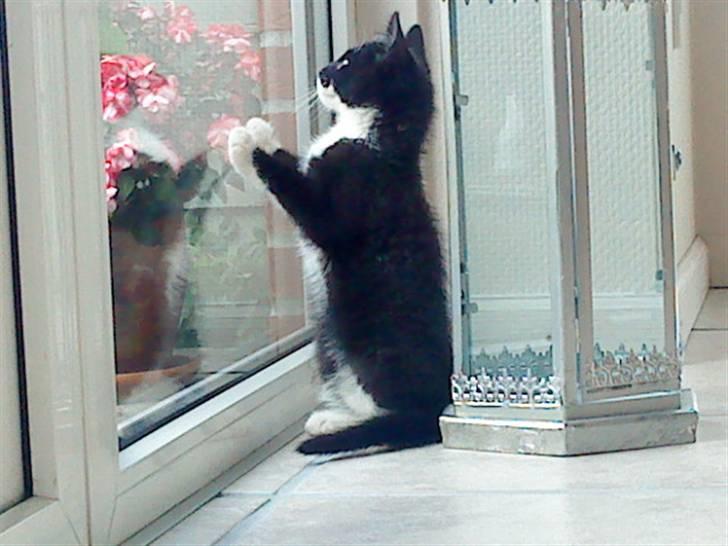 Blanding af racer Joey - 12 uger. billede 9