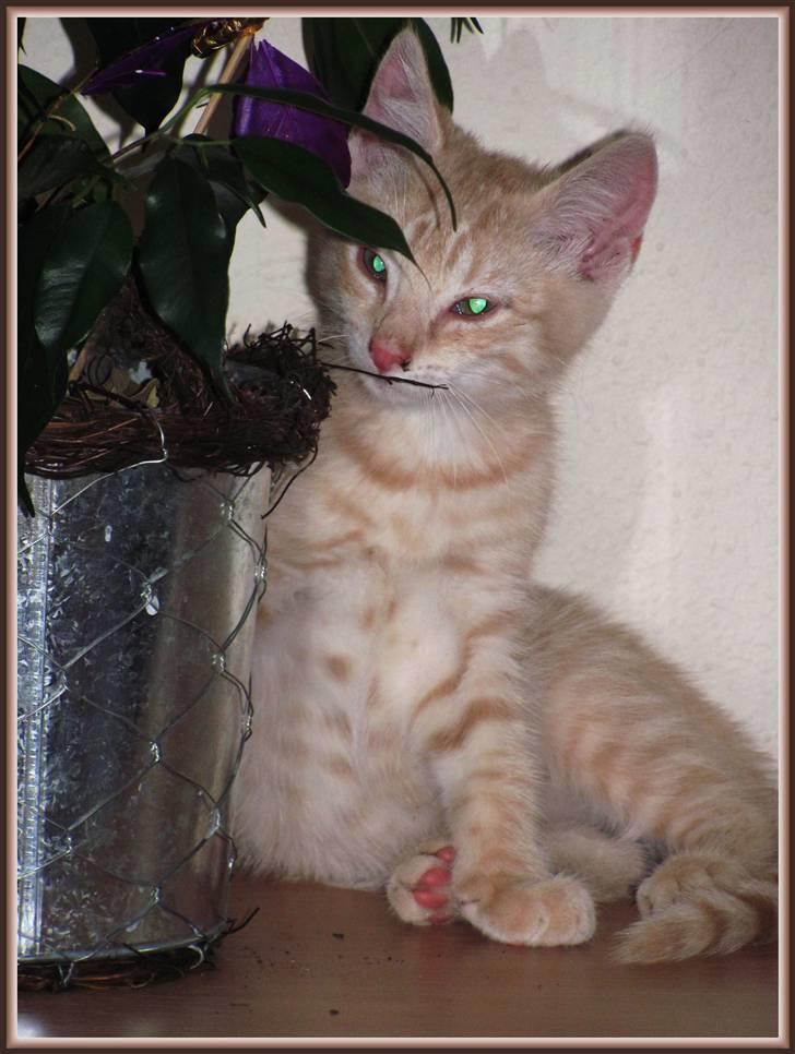 Huskat Charlie (Himmelkat) billede 6