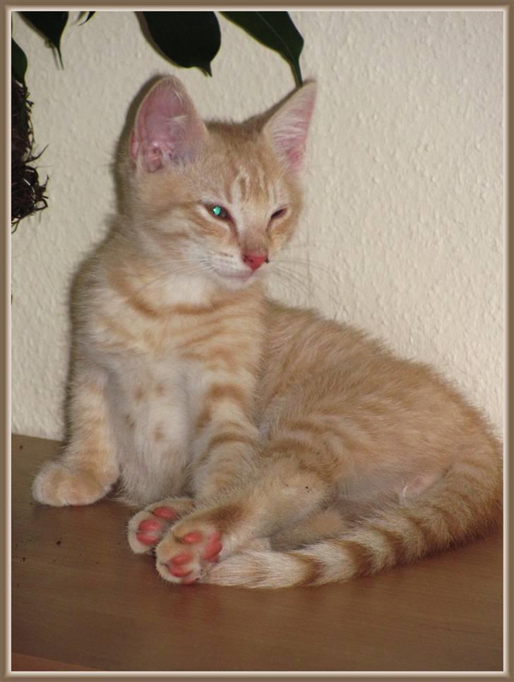 Huskat Charlie (Himmelkat) billede 7