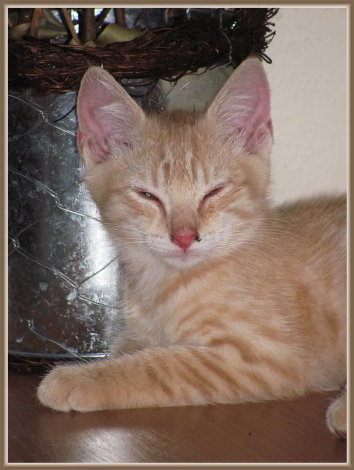 Huskat Charlie (Himmelkat) billede 8