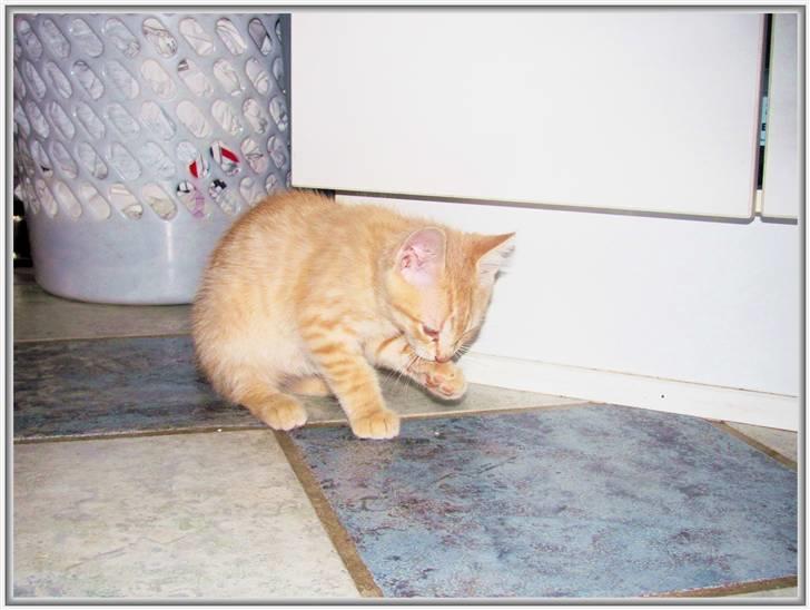 Huskat Charlie (Himmelkat) billede 9