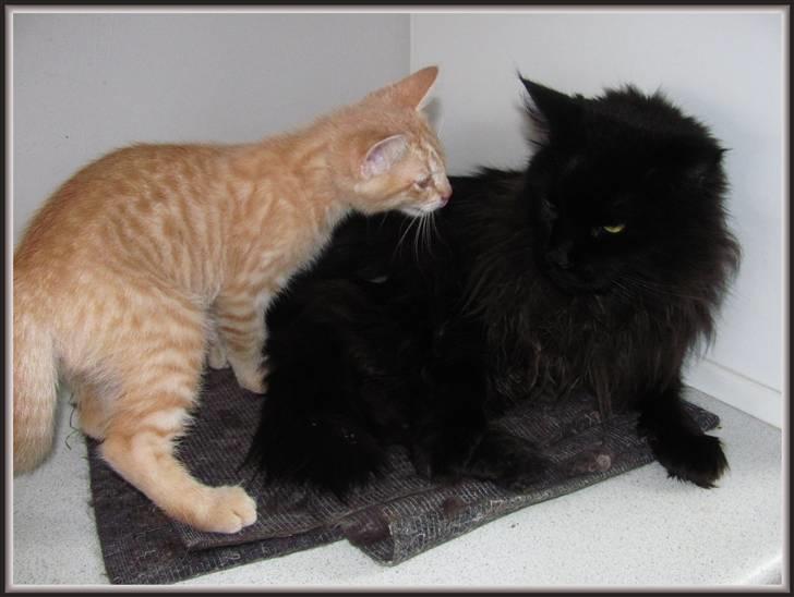 Huskat Charlie (Himmelkat) - Er der også plads til mig??? billede 10