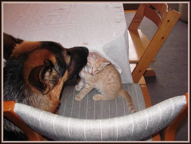 Huskat Charlie (Himmelkat) billede 11