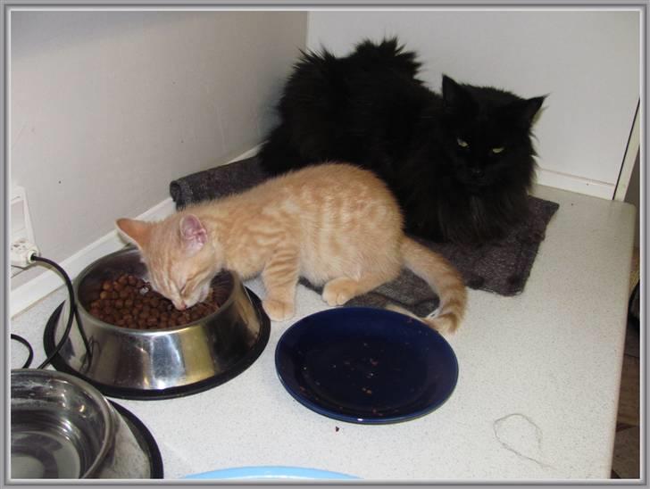 Huskat Charlie (Himmelkat) billede 12